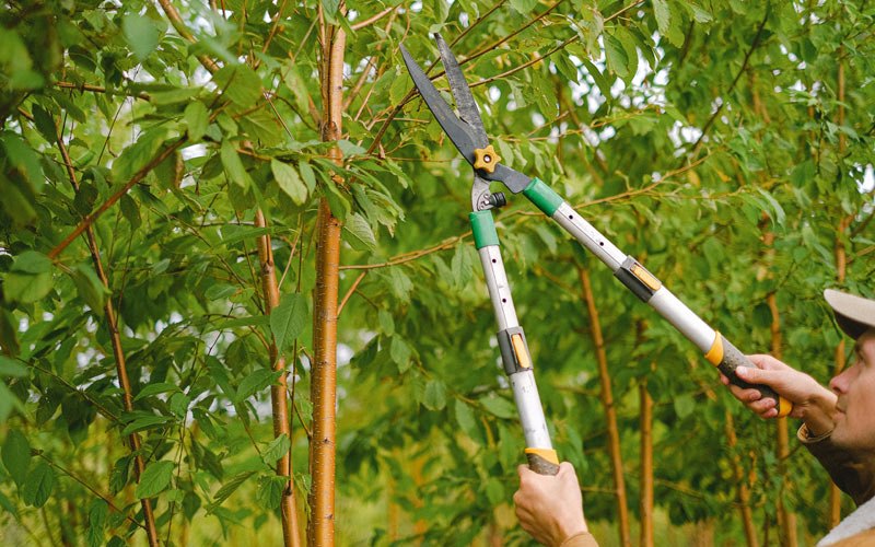 Tree trimming in Pocahontas, IL